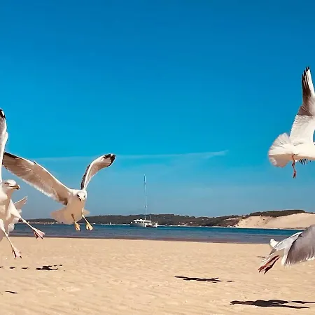 Bassin D'arcachon - Vip 5 Personnes Chalet *
